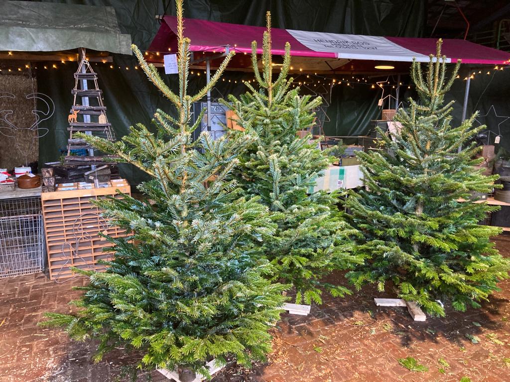 Foto kerstbomen 1 2020