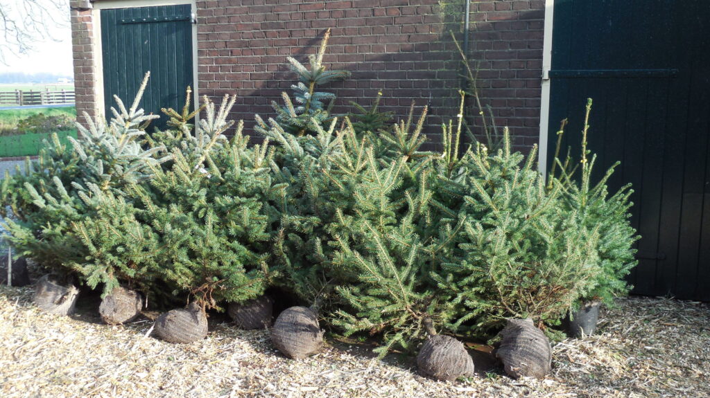 Foto kerstbomen 4